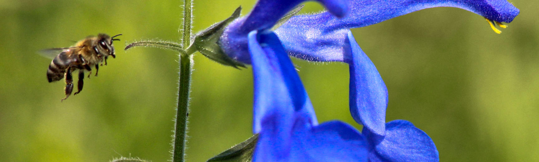 Close up photo of a bee flying towards a blue flower