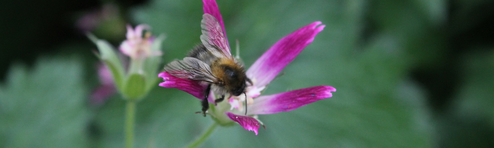 Bee on pink flower - photograph by Vikki Rose, Global Environmental Advisor (C Env MIEMA)