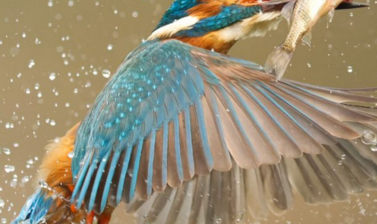 9  kingfisher with a fish  gurinder punn
