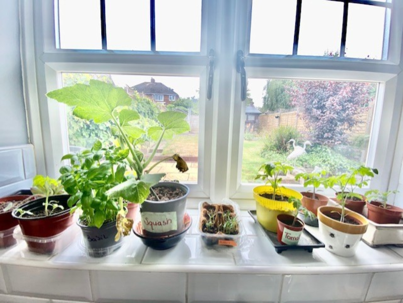 Photo of various vegetable plants and seedlings in pots on a windowsill