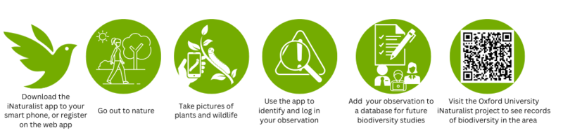 Instructions on how to download the iNaturalist app to your smart phone, or register on the web app.
