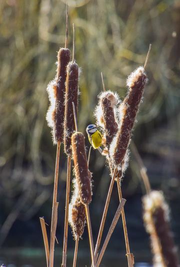 A bird (tit) standing on riverside plants.