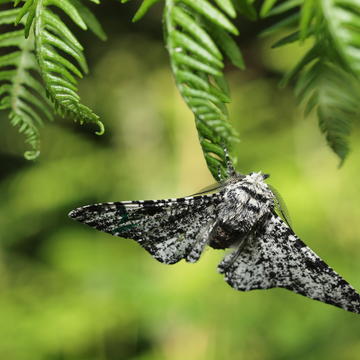 Photo of moth sitting on a leaf in a woodland habitat.