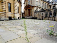 Contest entry Jing Fang Image of path outside Sheldonian Theatre, weeds are growing through the pavement.