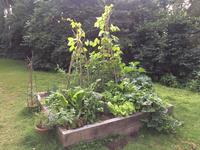 Photo of vegetable planter at Osney One